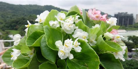 鱒魚秋海棠照顧|秋海棠家族栽培 QA：播種換盆要點、開花照顧問題